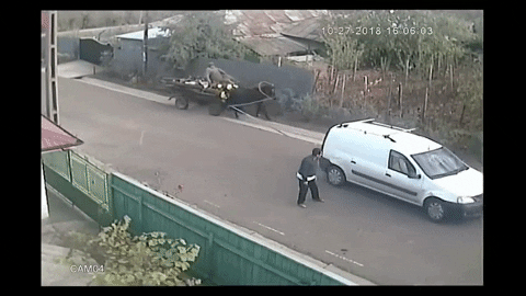 laikateam1 giphygifmaker GIF