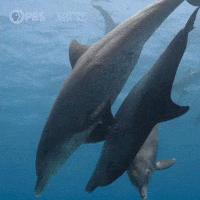 Pbs Nature Hug GIF by Nature on PBS