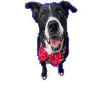 Mollie Farmhand Sticker by JSRanchDogDesigns