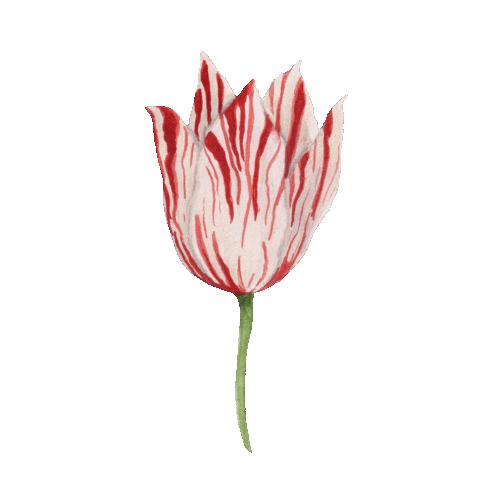 Flower Garden Flowers Sticker