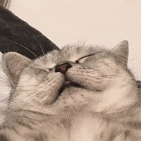 고양이 GIF