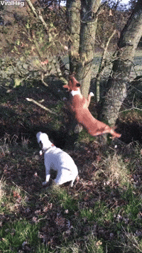 Dog Jumping GIF by ViralHog