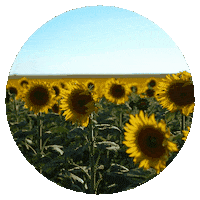 Flower Sun Sticker