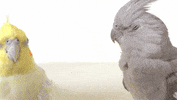 Parrot Kissing GIF