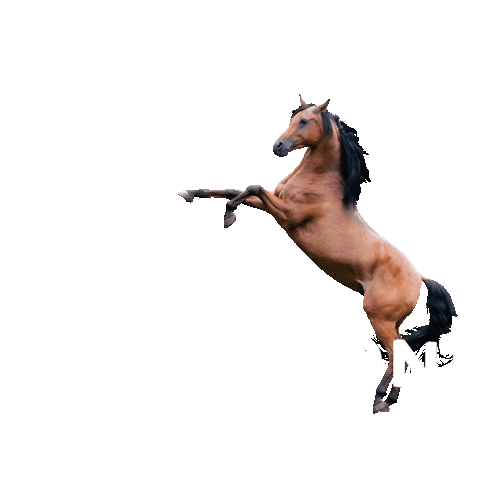 horseriding sella Sticker