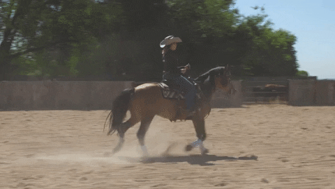 HorseandRider giphygifmaker cowgirl cattle cowhorse GIF