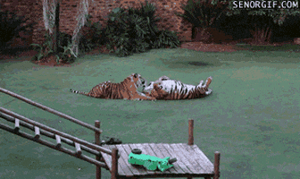 Tigers GIF