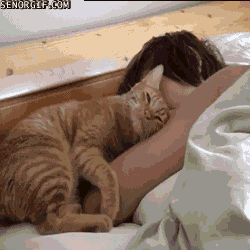cuddle GIF by Cheezburger