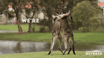 punch kangaroo GIF by Outback Steakhouse