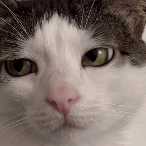 monkeycatluna crunchycat crunchycatluna luna judgy cat GIF