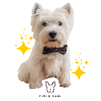 Bow Tie Stars Sticker by Fibi & Karl
