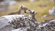 National Geographic GIF by Nat Geo Wild
