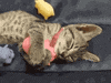 Cat Kitten GIF