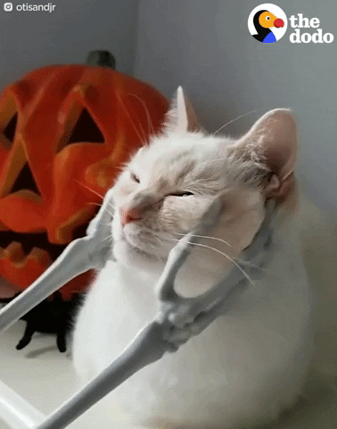 cat relaxing GIF by The Dodo