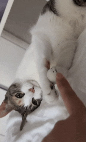 Cat Nu GIF