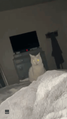 Camera Flash Turns Cute Kitty Into Nightmare