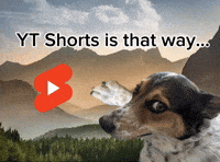 Youtube Dog GIF