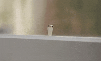 Hi Bich GIF by jOnNy'S wOrLd