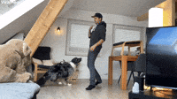 Clever Doggy Shows Complete Trust