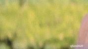Face Hands GIF
