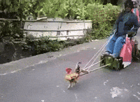 Chicken Things GIF