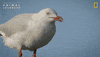 National Geographic Ocean GIF by Nat Geo Wild