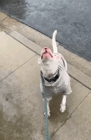 Pup Experiencing Rain