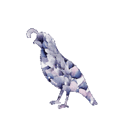 Quail Noso Sticker by nosopatches