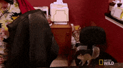 nat geo wild jump GIF by Dr. K's Exotic Animal ER