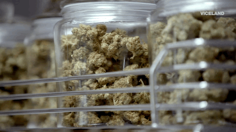 viceland GIF by Bong Appetit