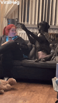 Great Dane Gently Requests Attention GIF by ViralHog