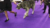 dog show GIF by Westminster Kennel Club