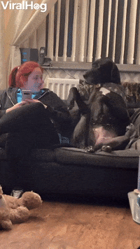 Great Dane Gently Requests Attention GIF by ViralHog