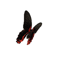 michaeldamnitz butterfly schmetterling michaeldamnitz damnitz Sticker