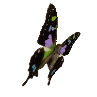 michaeldamnitz butterfly schmetterling michaeldamnitz damnitz Sticker