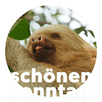 Faultier Sticker by Sealed With A GIF