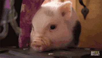 news will GIF