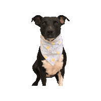 Tinkerbell Kala Sticker by Geekster Pets