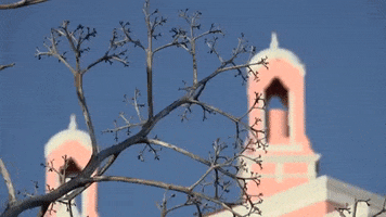 florida GIF