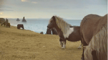pony im GIF