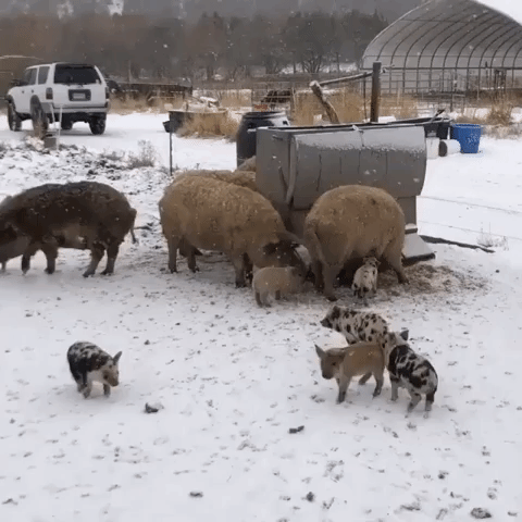 Curly-Haired Sows and Piglets Enjoy Colorado Snowfall