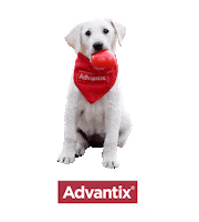 Advantix_ES advantix Sticker