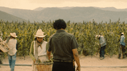 mexico narcos GIF by netflixlat