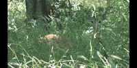 Education Forest GIF by DIIMSA Stock