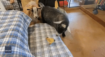 Goats Have Adorable Encounter With Tiny Duckling at Ohio Farm