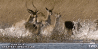 bbc animals nature animal earth GIF