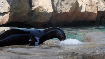 Animals at Houston Zoo Cool Off During Hot Temps