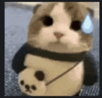 Cute Cat GIF