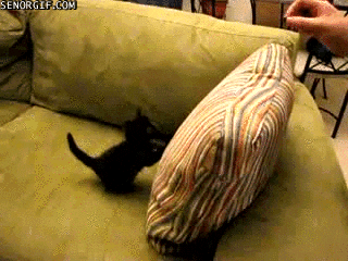 cats fail GIF