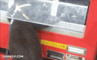otter GIF